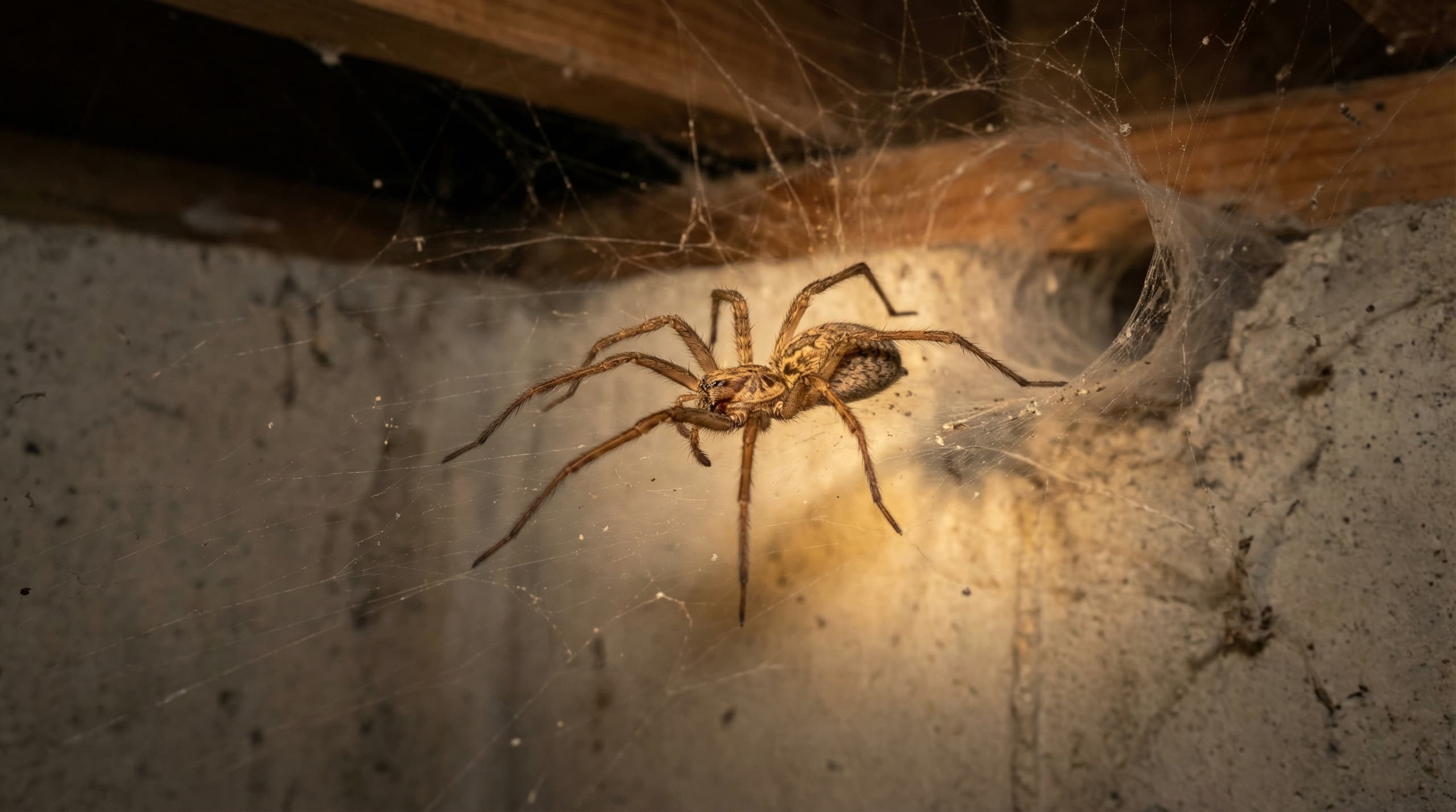 Common harmless house spiders found in Boise Idaho homes