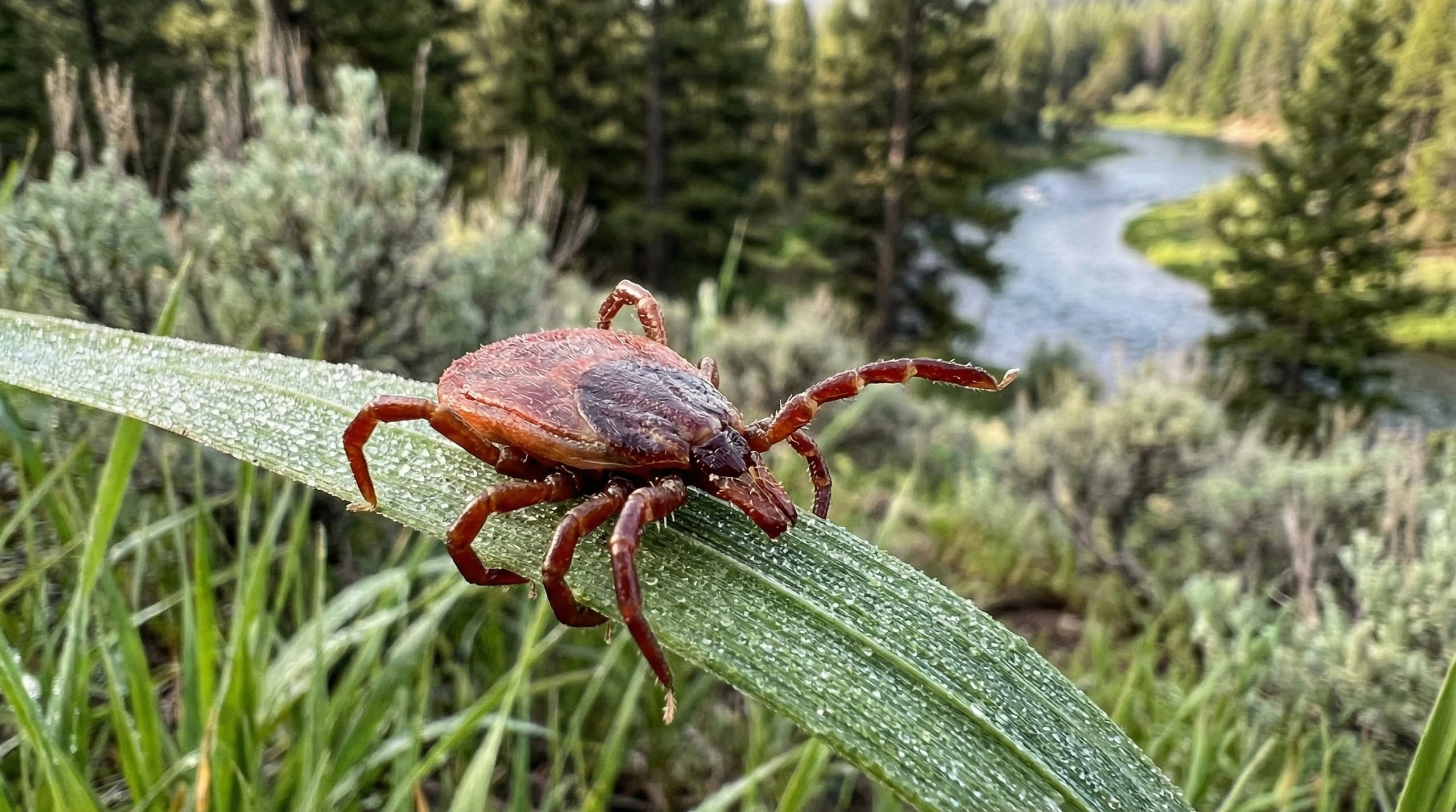 Tick identification guide for Idaho outdoor enthusiasts