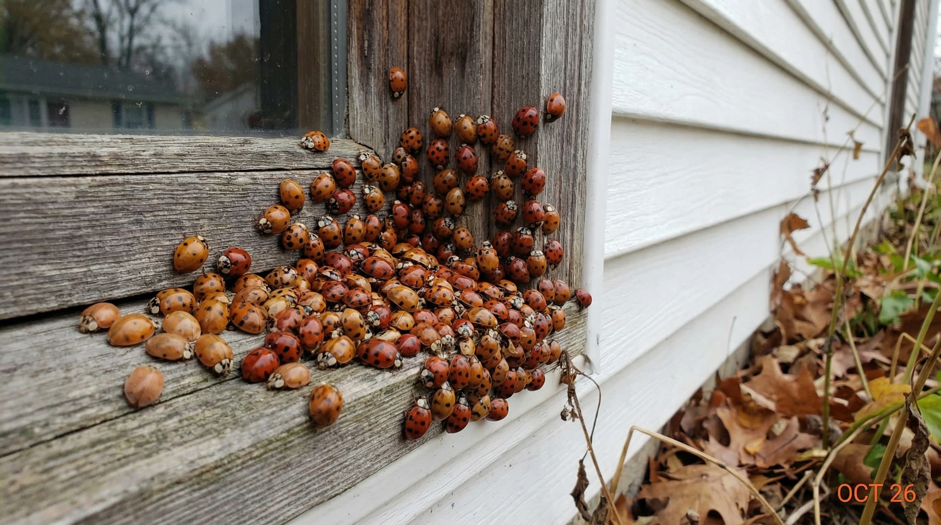 Asian Lady Beetles - showing key features for identification