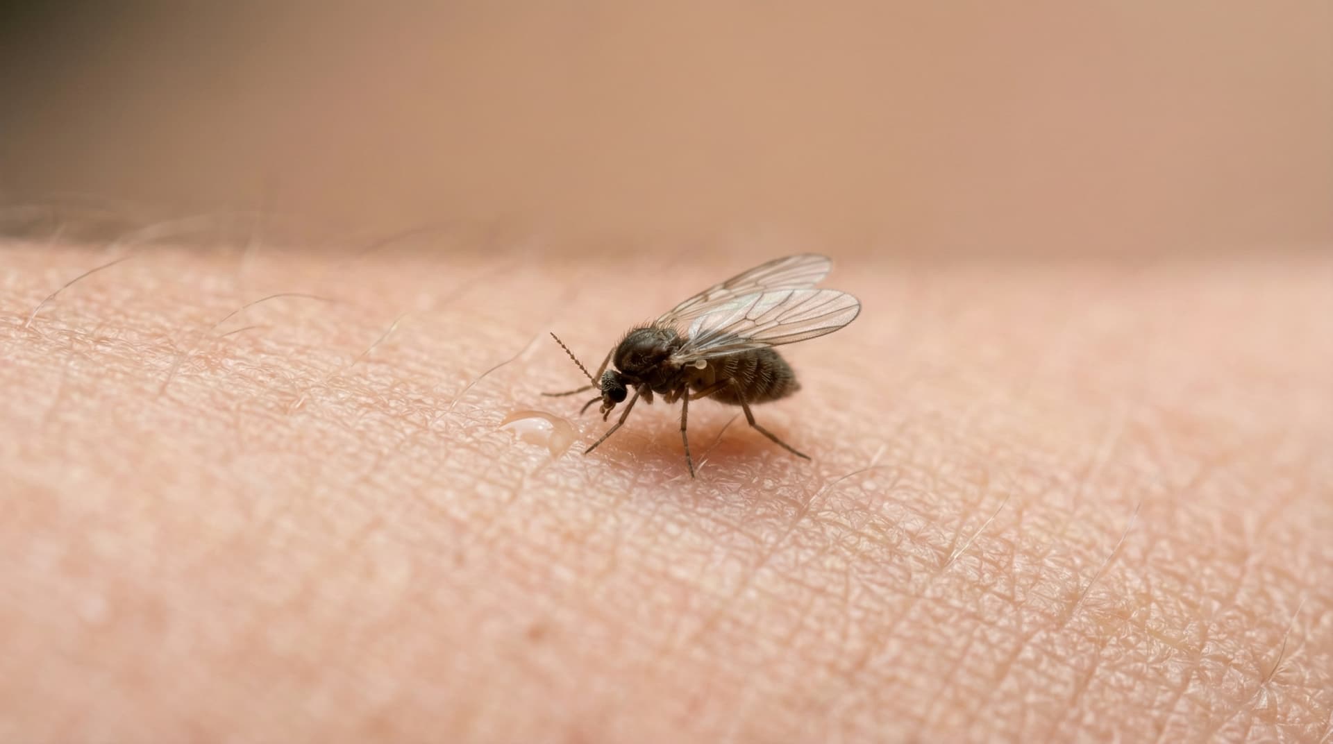 Biting Midges (No-See-Ums) - showing key features for identification