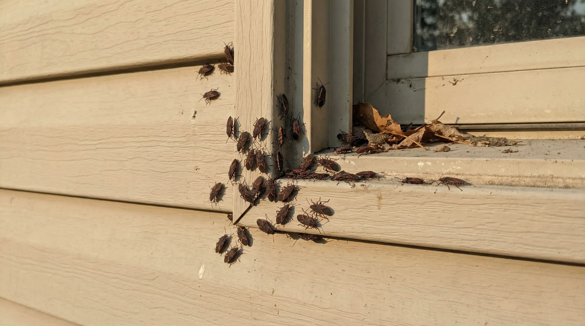 Elm Seed Bugs - showing key features for identification
