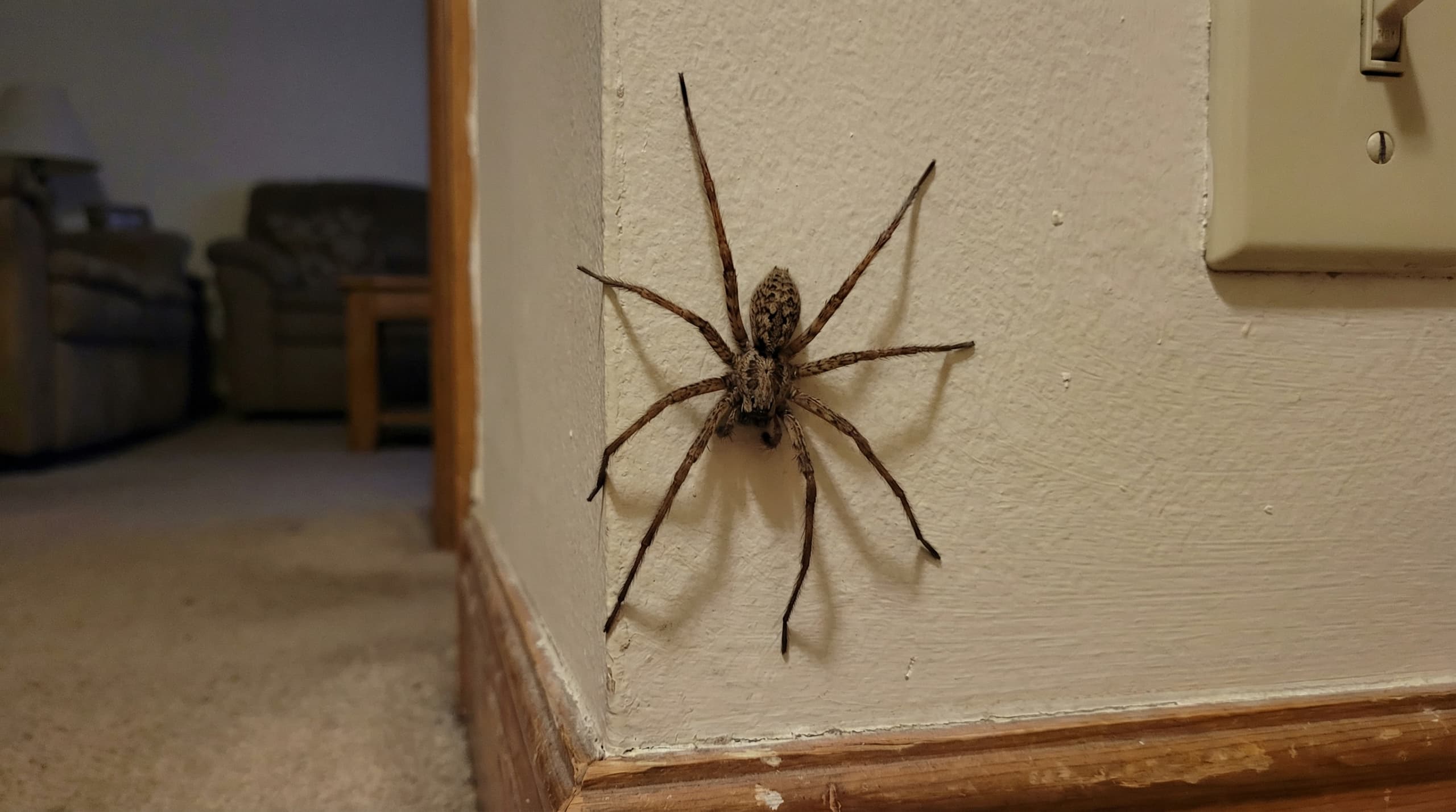 Giant House Spider - showing key features for identification