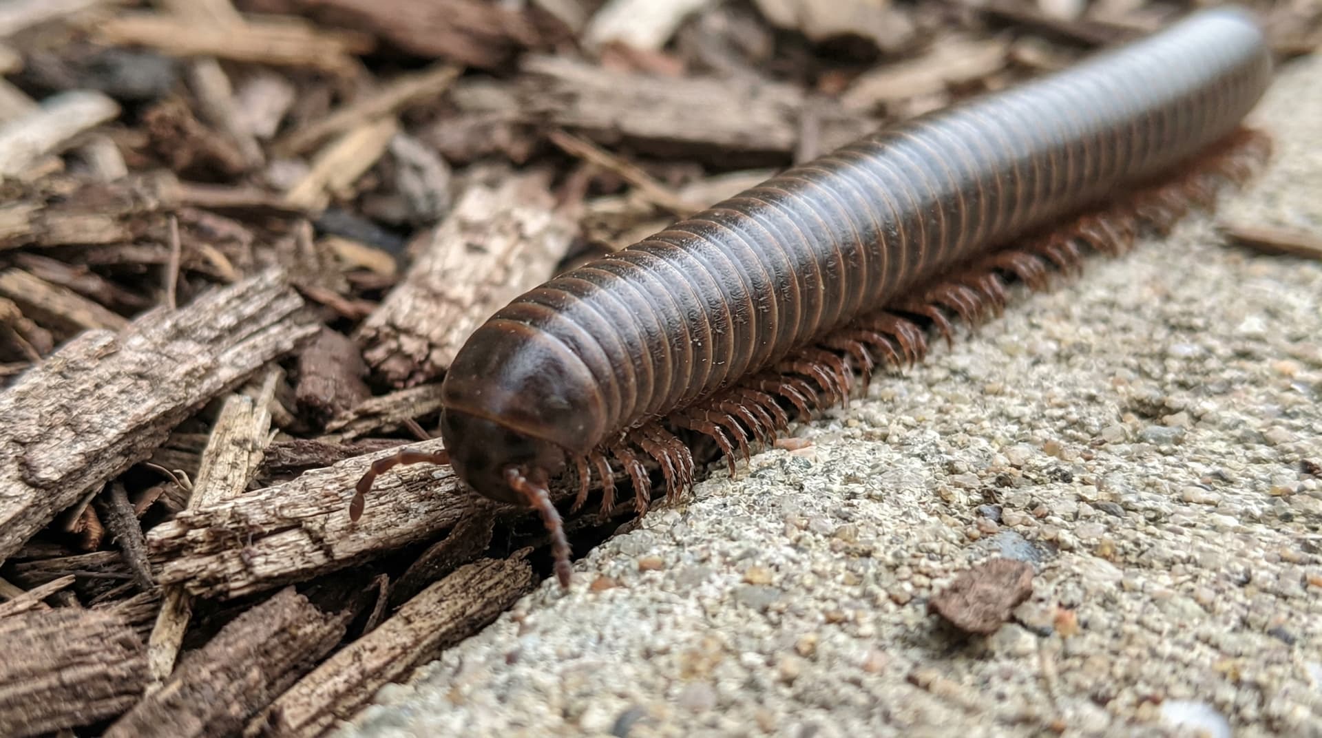 Millipedes - showing key features for identification