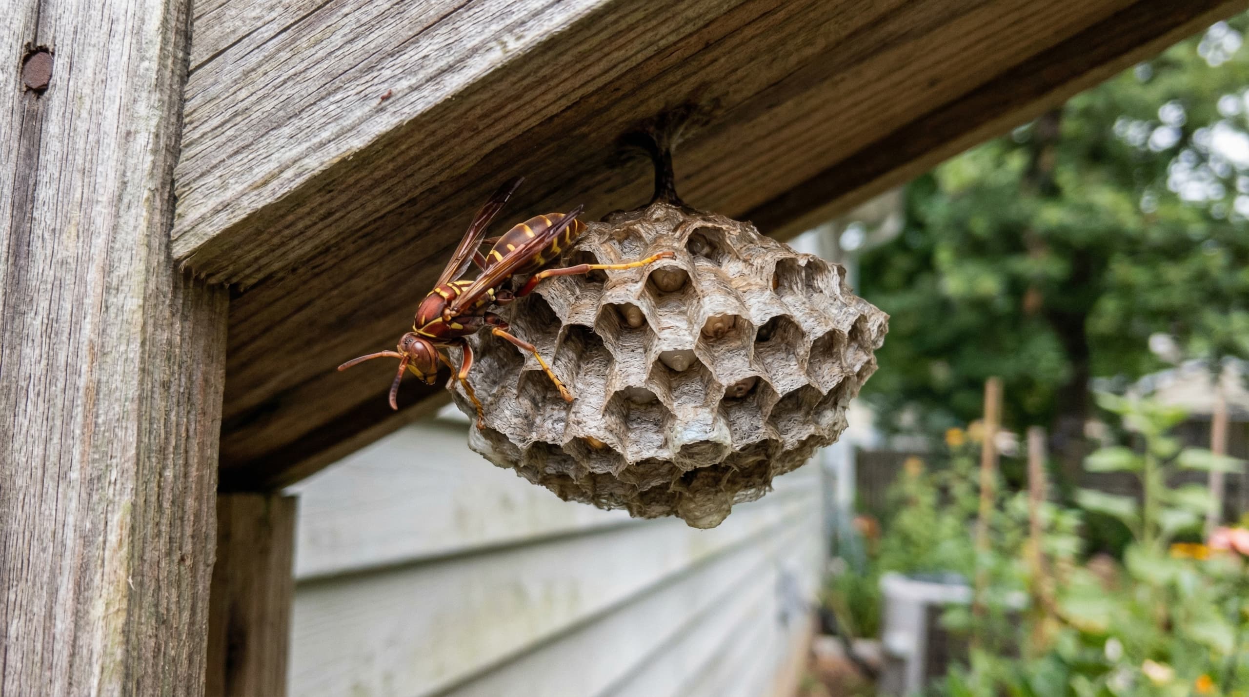 Paper Wasp - showing key features for identification