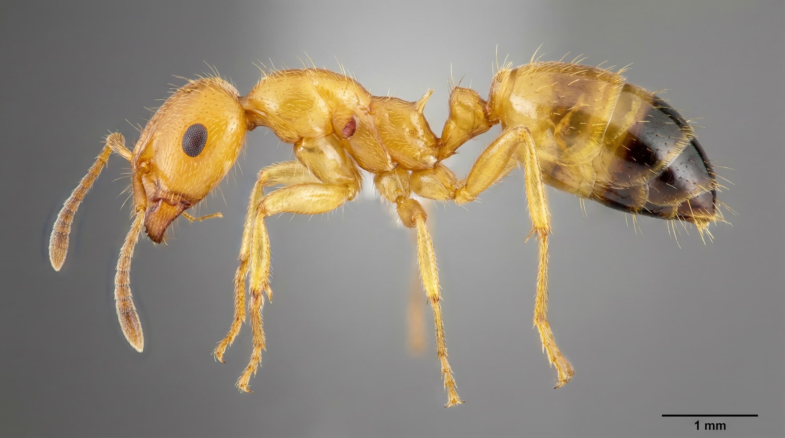 Pharaoh Ants - showing key features for identification