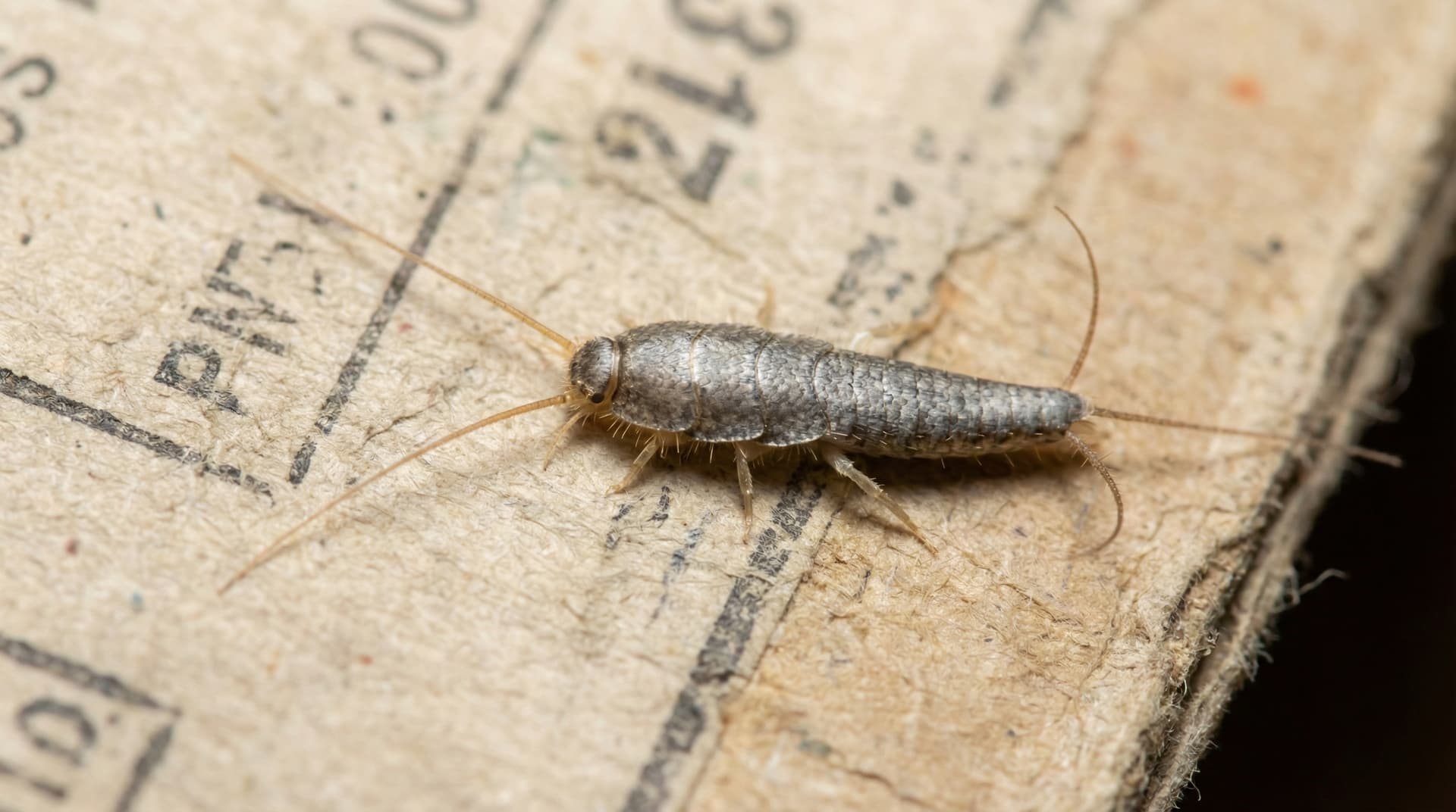 Silverfish - showing key features for identification