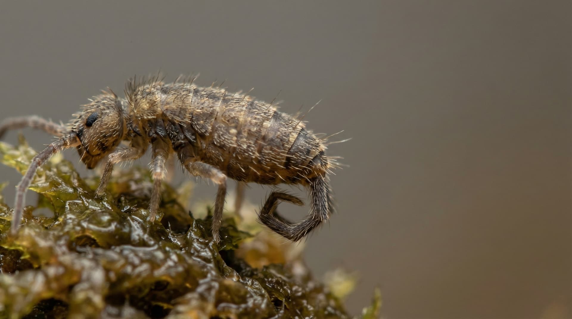 Springtails - showing key features for identification