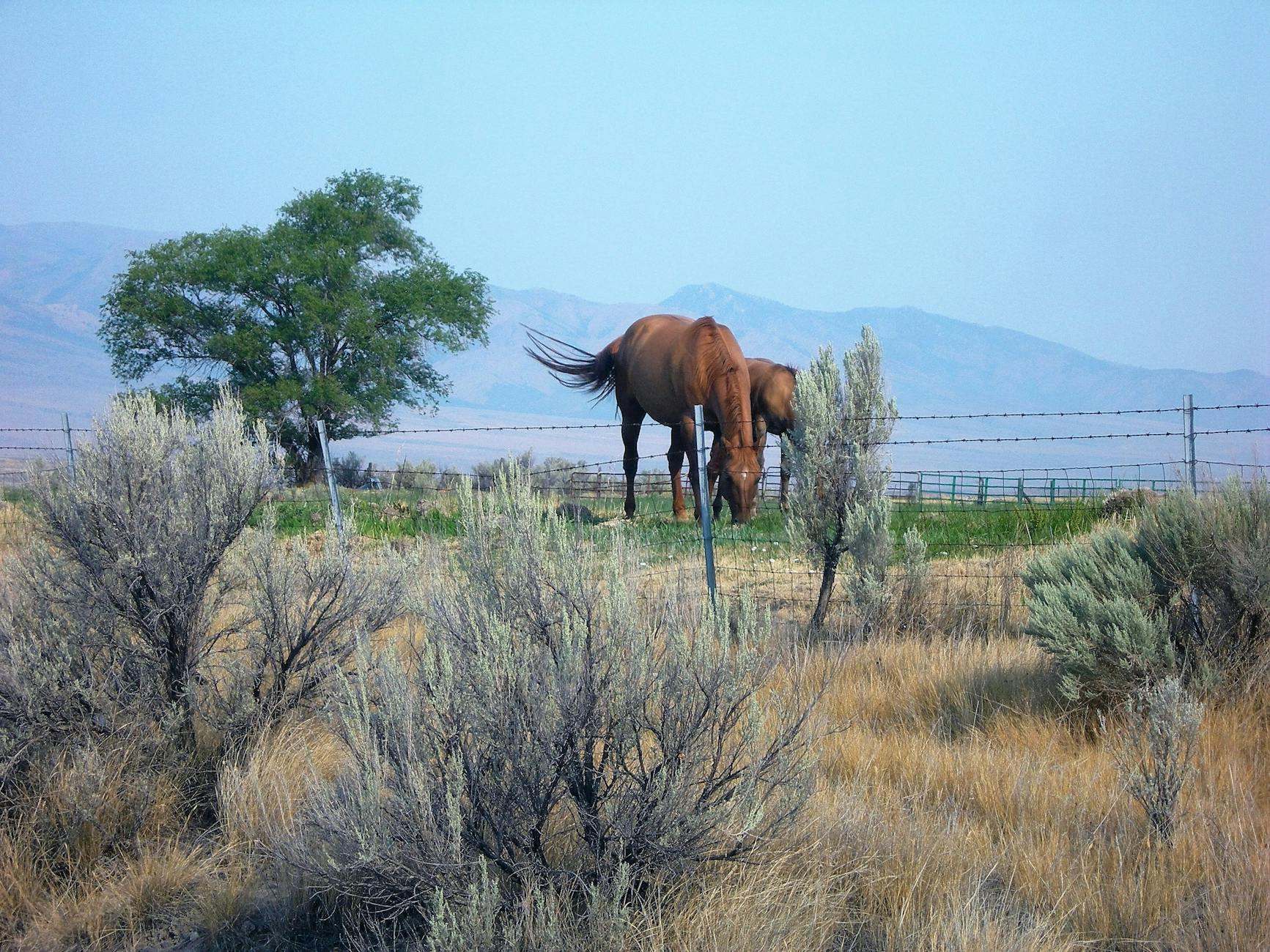 Rural Idaho landscape near Caldwell - pest control services